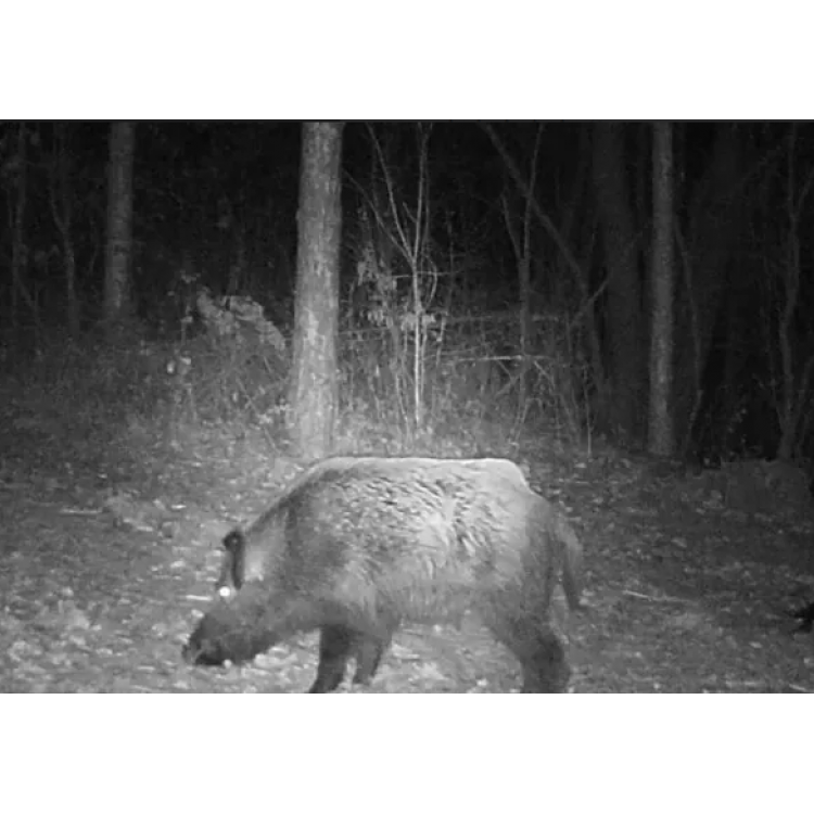 Ловна камера HC-900LTE – 20Mpx, MMS и email